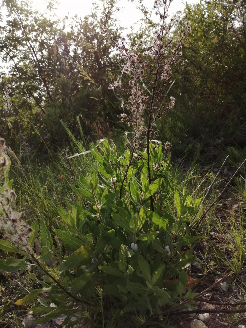 Asteraceae: Solidago virgaurea? No, Dittrichia viscosa (=Inula viscosa)